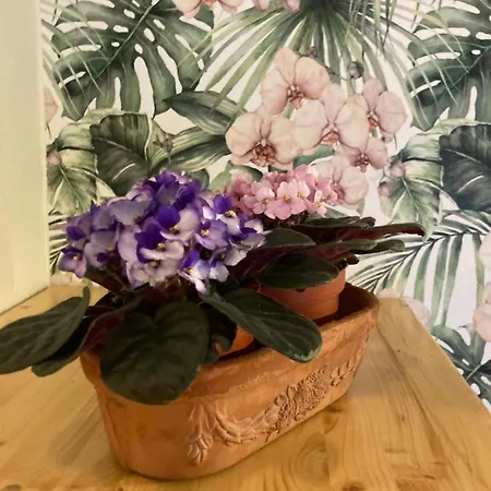 Bed and breakfast Del Borgo